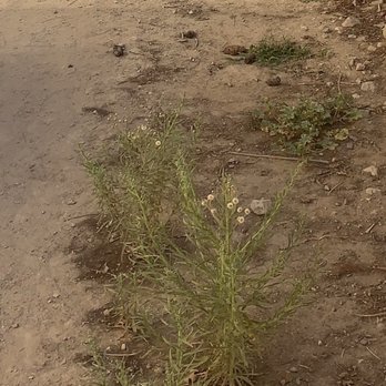 Juan's Gardening Service - Down the dog pen. Dogs are always in the house when they come, they just don't bother doing the job we paid them for. - Tree Services Near Me
