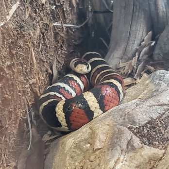 Phoenix Zoo - Snake - Zoos Near Me - Phoenix, Arizona Phoenix Zoo - Snake - Zoos Near Me - Phoenix, Arizona