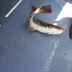 Aiden's Deep Sea Fishing Trips - The cod bounty was good - roughly 20 "keepers"
