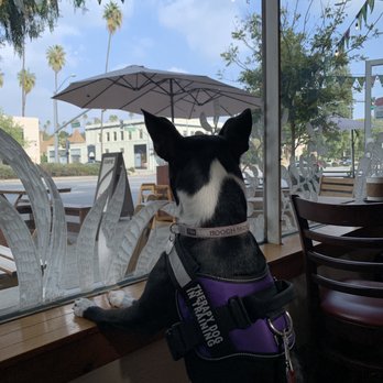 Lost Parrot Cafe - My dog - Breakfast & Brunch Near Me - South Pasadena, California Lost Parrot Cafe - My dog - Breakfast & Brunch Near Me - South Pasadena, California
