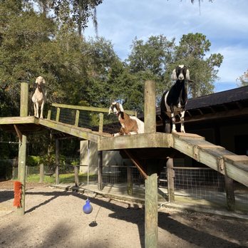 UF Large Animal Hospital - Veterinarians Near Me - Gainesville, Florida UF Large Animal Hospital - Veterinarians Near Me - Gainesville, Florida