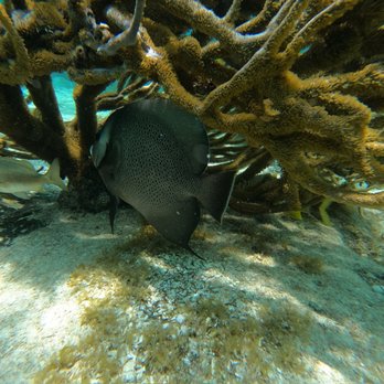 DC Explorer - Fish - Tours Near Me - Isla Mujeres, ROO DC Explorer - Fish - Tours Near Me - Isla Mujeres, ROO