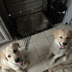 VetIQ Petcare - My fur babies