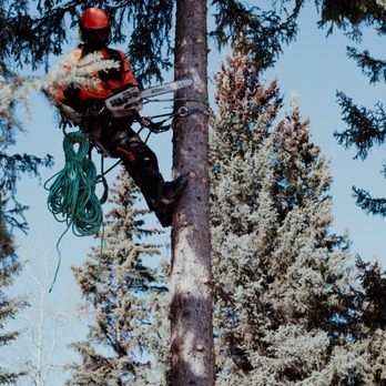 B & B Tree Topping - Tree Services Near Me - 100 Mile House, British Columbia B & B Tree Topping - Tree Services Near Me - 100 Mile House, British Columbia