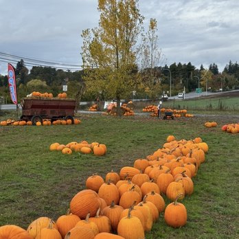 Scholls Ferry Farm - So many choices - Pumpkin Patches Near Me - Hillsboro, Oregon Scholls Ferry Farm - So many choices - Pumpkin Patches Near Me - Hillsboro, Oregon