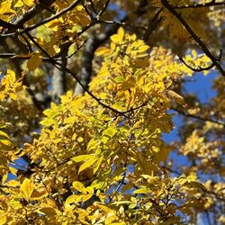 Argyle Lake Custodian - Tree