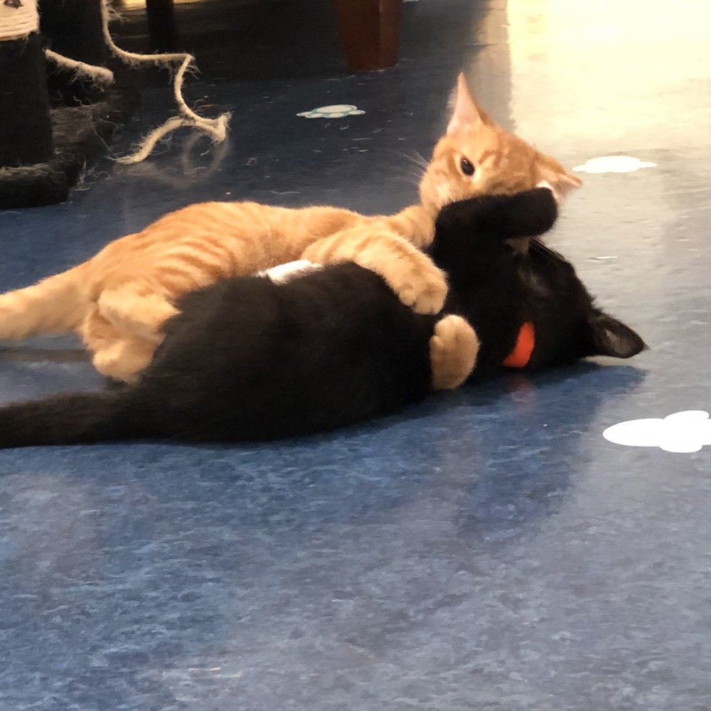 Mini Cat Town - Pet Adoption Near Me - San Jose, California Mini Cat Town - Pet Adoption Near Me - San Jose, California