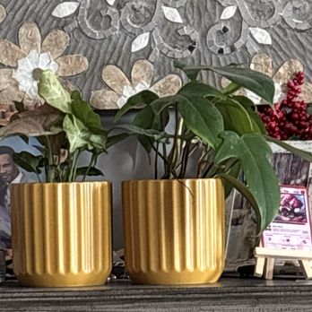 Floradayleaf - Plants and pots from Floradayleaf - Floral Designers Near Me Floradayleaf - Plants and pots from Floradayleaf - Floral Designers Near Me