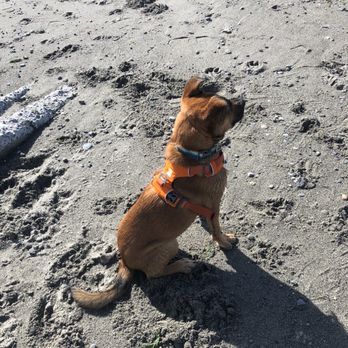 Ginger's Pet Rescue - Playtime - Animal Shelters Near Me