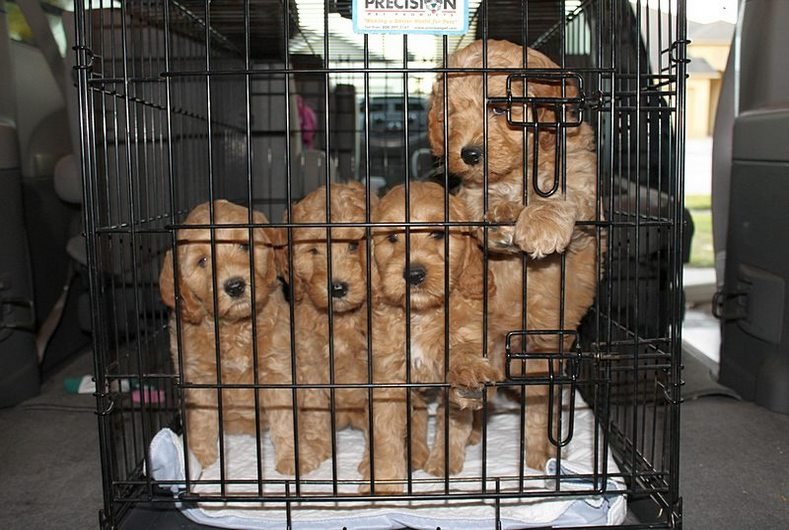 Labradoodle Lane Image