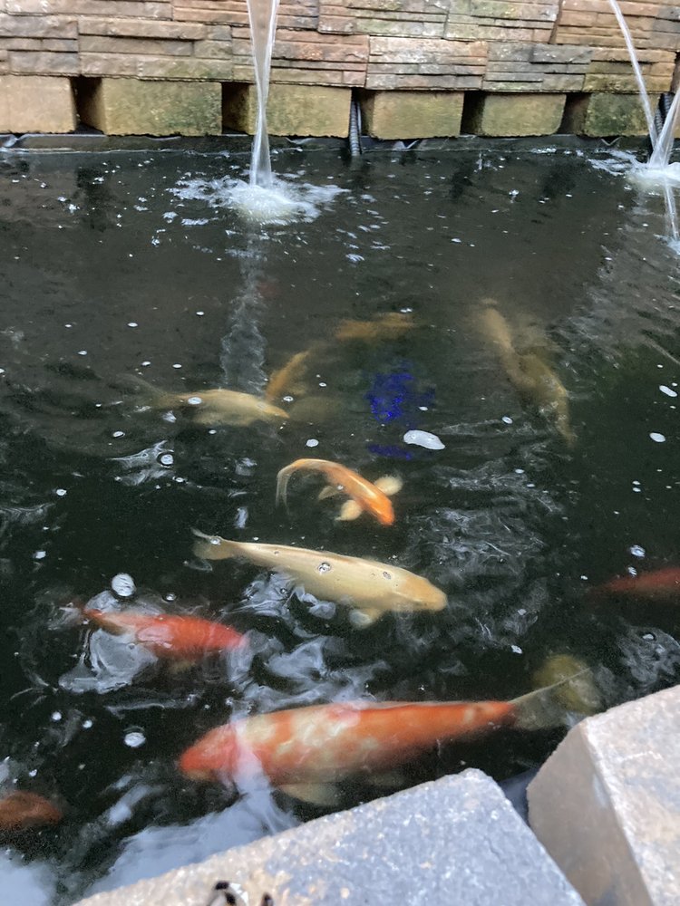 SKOOLZ OF FISH Updated September 2024 13 Photos & 13 Reviews 8073