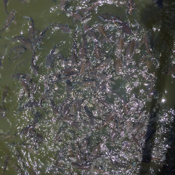 Squid Lips - Catfish fighting over left overs - Seafood Near Me - Sebastian, Florida Squid Lips - Catfish fighting over left overs - Seafood Near Me - Sebastian, Florida
