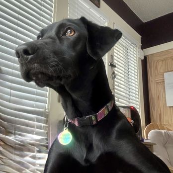 Smart K9 Training - Rocket - Pet Training Near Me - Fargo, North Dakota Smart K9 Training - Rocket - Pet Training Near Me - Fargo, North Dakota