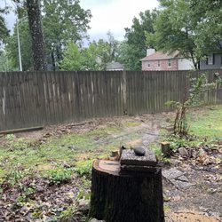 Millers Tree Service - Fifty foot tree