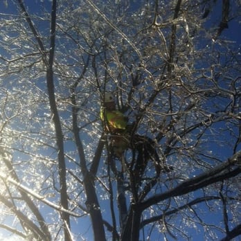 Enviro Tree Care - Tree Services Near Me - Toronto, Ontario Enviro Tree Care - Tree Services Near Me - Toronto, Ontario