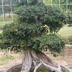 Matsuda Landscape & Nursery