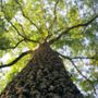 Photo of Urban Woodland Tree Care