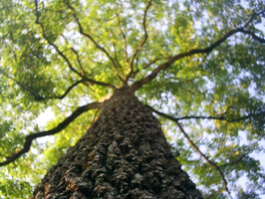 Urban Woodland Tree Care on Yelp