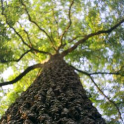 Urban Woodland Tree Care