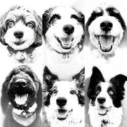 ABC Dogs - Six Pack to the bark park!