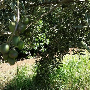 O'o Farms - olive tree - Food Tours Near Me - Kula, Hawaii O'o Farms - olive tree - Food Tours Near Me - Kula, Hawaii