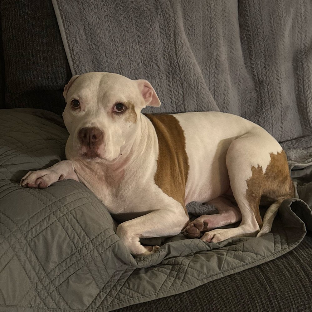 Pawssentials - Lexi had her nails trimmed! - Pet Groomers Near Me - Milpitas, California Pawssentials - Lexi had her nails trimmed! - Pet Groomers Near Me - Milpitas, California