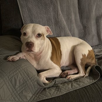 Pawssentials - Lexi had her nails trimmed! - Pet Groomers Near Me - Milpitas, California