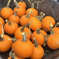 Plantation United Methodist Church - Lots of pumpkins!!! "Pet's in the Patch" is Sunday 10-26-2025, from 4 to 7pm! Come with your pets and have them blessed!