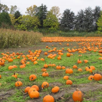 The Pumpkin Patch - Richmond Pumpkin Patch - Local Flavor Near Me - Richmond, British Columbia