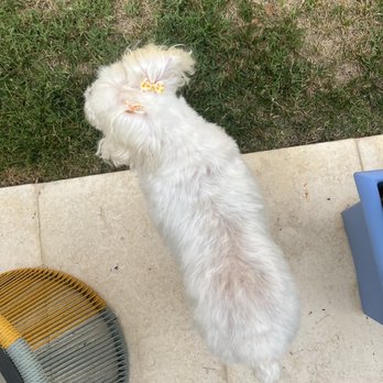 Lucky Paws Mobile Pet Grooming - Pet Groomers Near Me