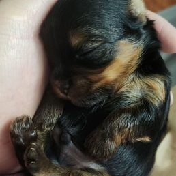 Max, Coco's baby, who has his mommy again. Max, Coco's baby, who has his mommy again.