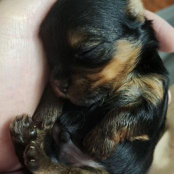 Pacific Animal Hospital - Max, Coco's baby, who has his mommy again. - Veterinarians Near Me - Oceanside, California Pacific Animal Hospital - Max, Coco's baby, who has his mommy again. - Veterinarians Near Me - Oceanside, California