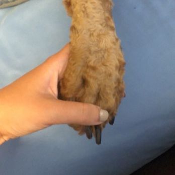PetSmart - Nails - Pet Stores Near Me - Virginia Beach, Virginia