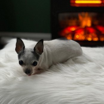 VEG ER for Pets - Cookie - Emergency Pet Hospital Near Me - White Plains, New York VEG ER for Pets - Cookie - Emergency Pet Hospital Near Me - White Plains, New York