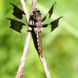 Gifford Pinchot State Park - Eastern Amberwing (female)