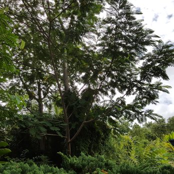 AL Best Tree Services - Before - Tree Services Near Me
