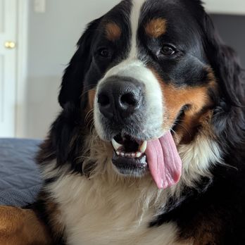 Camp Bow Wow - Our sweet, silly, lovely Berner, André - Pet Training Near Me - Frederick, Maryland