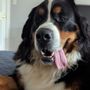 Photo of Camp Bow Wow