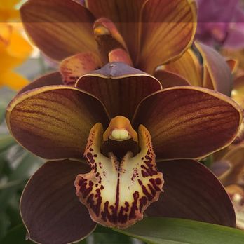 The Flower Fields - Venues & Event Spaces Near Me - Carlsbad, California The Flower Fields - Venues & Event Spaces Near Me - Carlsbad, California