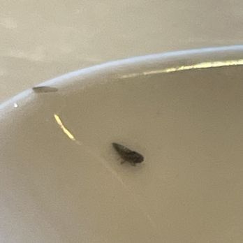Pho Ga - Fly that was stuck to the springroll - Vietnamese Near Me - San Francisco, California Pho Ga - Fly that was stuck to the springroll - Vietnamese Near Me - San Francisco, California
