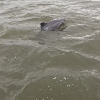 Dolphin Magic Tours - Tours Near Me - Savannah, Georgia
