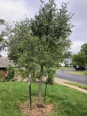 THE TREE PLACE - Updated July 2026 - 30 Photos & 32 Reviews - 5625 I-20 ...