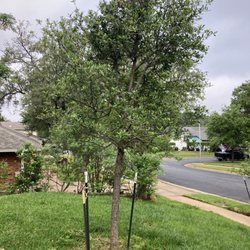 The Tree Place - Deformed tree that hasn't grown in 4 yrs