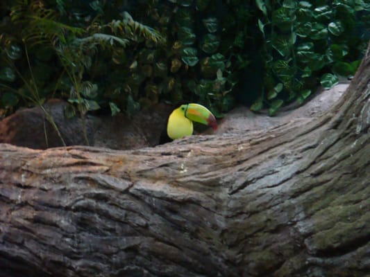 Aquarium of Veracruz by null