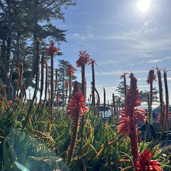 Shrine Coffee - More beautiful landscaping. Succulent blooms in February after the Boardwalk Clam Cook-off. - Coffee & Tea Near Me - Santa Cruz, California