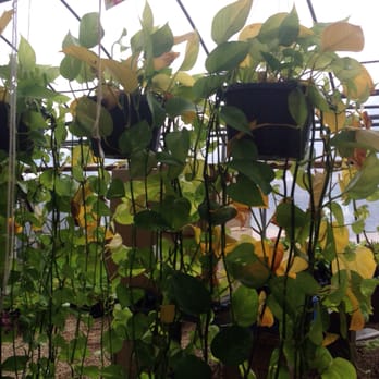 Chambers Nursery Garden Center - Nurseries & Gardening Near Me - Irving, Texas