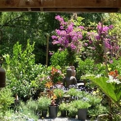 Las Baulines Nursery - A unique plant source in Bolinas, coastal Marin County