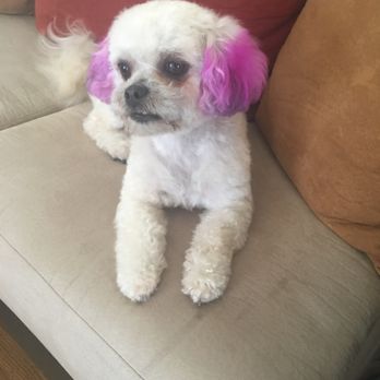 Pet Stylist - Momo - Pet Groomers Near Me - San Leandro, California Pet Stylist - Momo - Pet Groomers Near Me - San Leandro, California