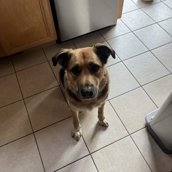 MAR - Mercer Animal Rescue - Pet Adoption Near Me MAR - Mercer Animal Rescue - Pet Adoption Near Me