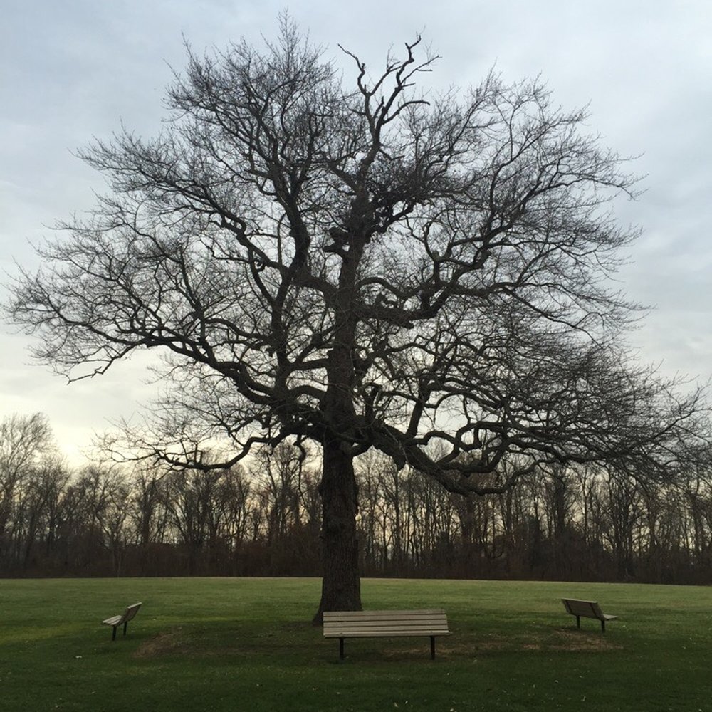 Laurel Acres Park - Nice open grassy areas with plenty of benches for relaxing - Parks Near Me - Mt Laurel Township, New Jersey Laurel Acres Park - Nice open grassy areas with plenty of benches for relaxing - Parks Near Me - Mt Laurel Township, New Jersey